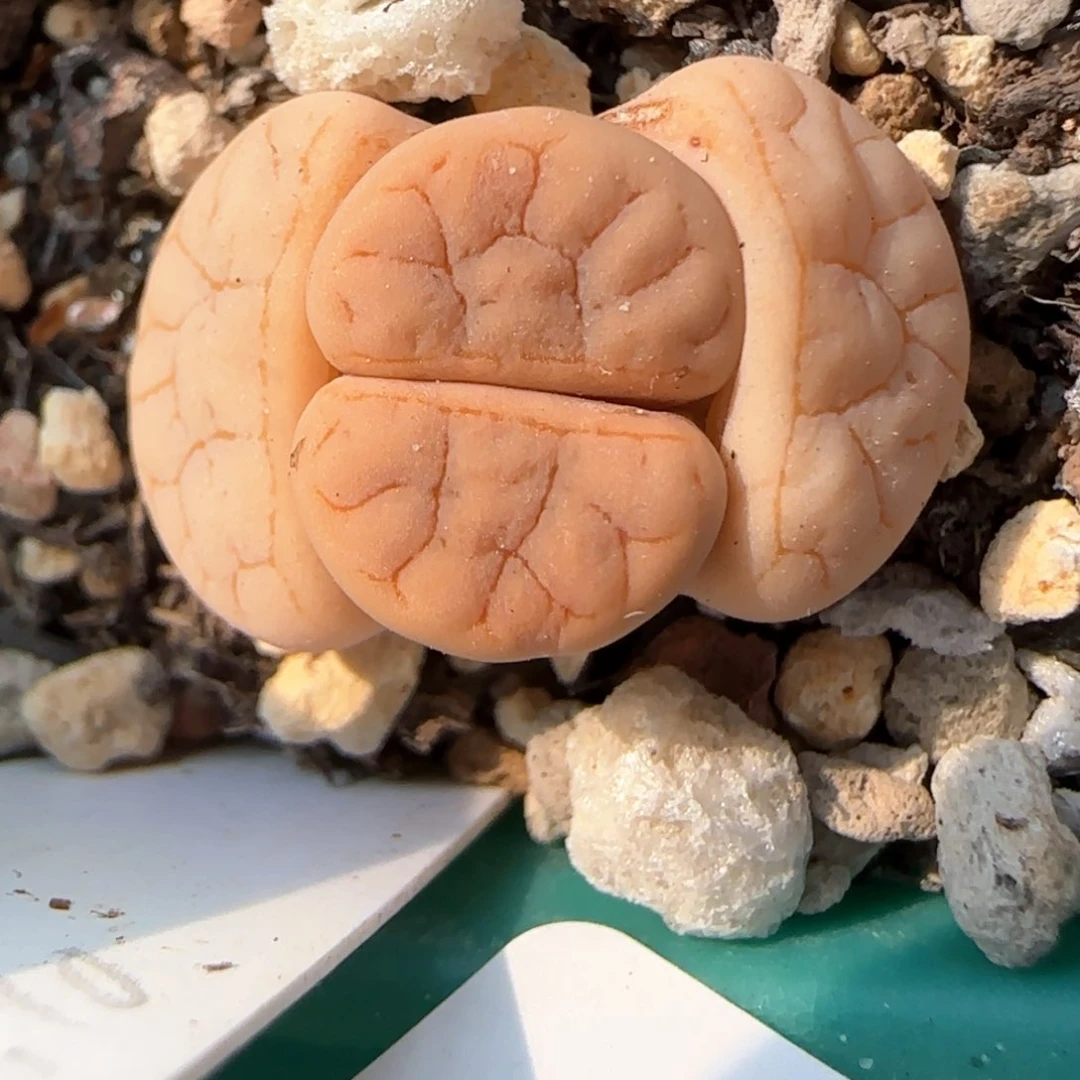 3.8，c374，9001小可爱