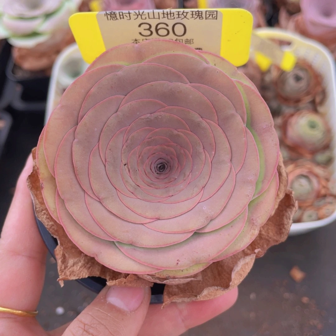 山地玫瑰360满38包邮裸根发货