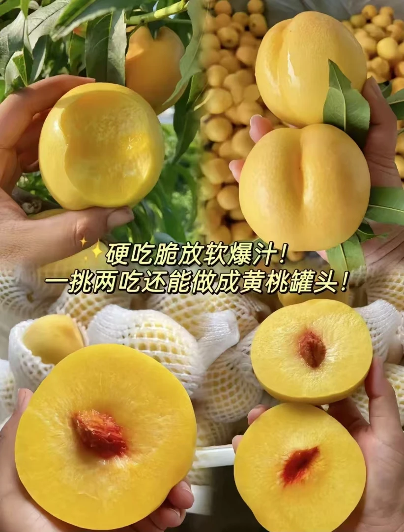 蒙阴圆油桃新鲜当季香甜脆口现摘先发