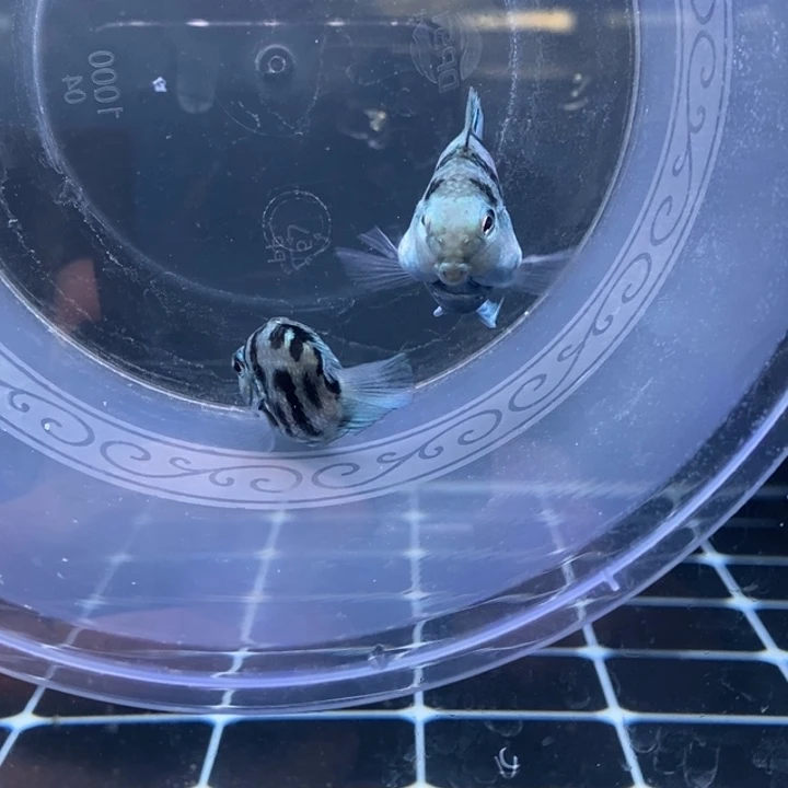 鹦鹉鱼桃心嘴娃娃脸宝蓝一对