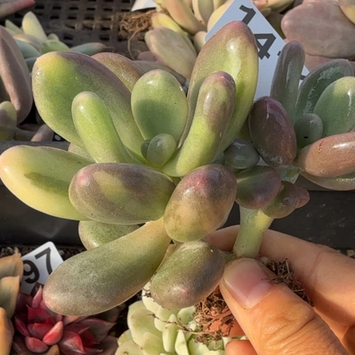 肉植物满18包邮当场凑单不满单隔天发顺丰到付