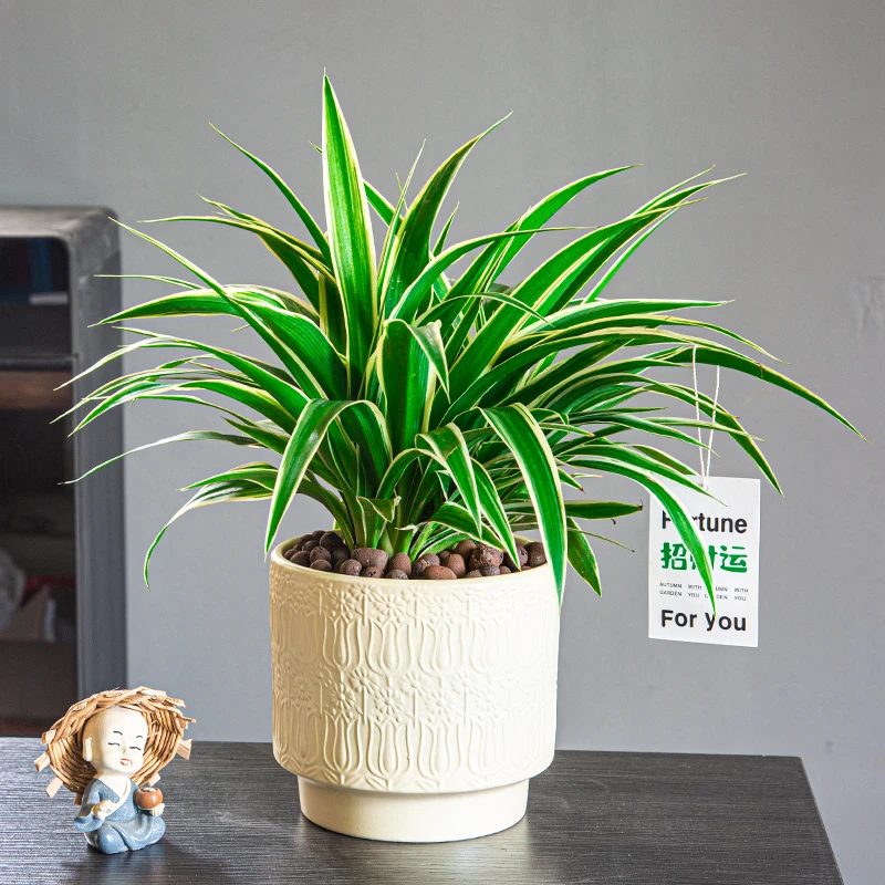 金边吊兰盆栽室内植物花卉新房家用净化空气吸除甲醛好养垂吊绿植