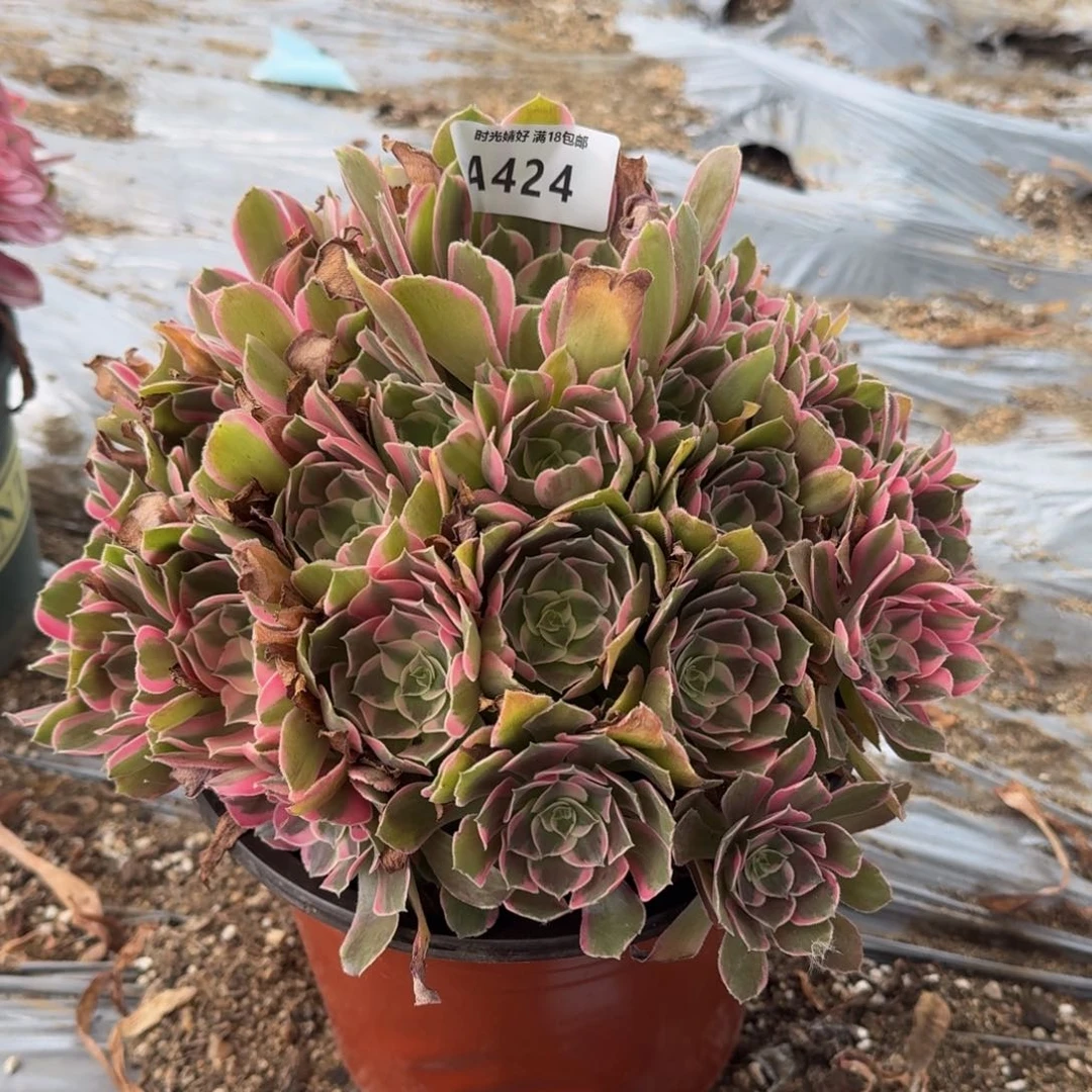 424男神，多肉植物