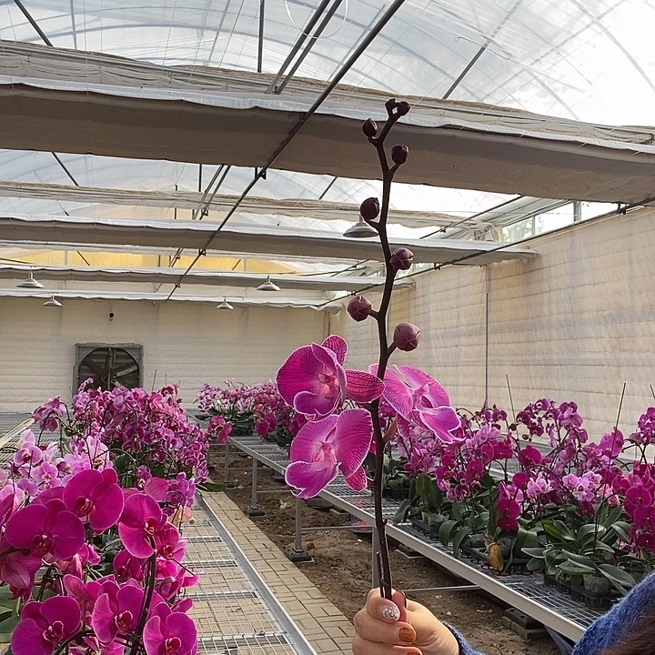 用***2完全开放一物一拍86857专属龙兰气质粉花