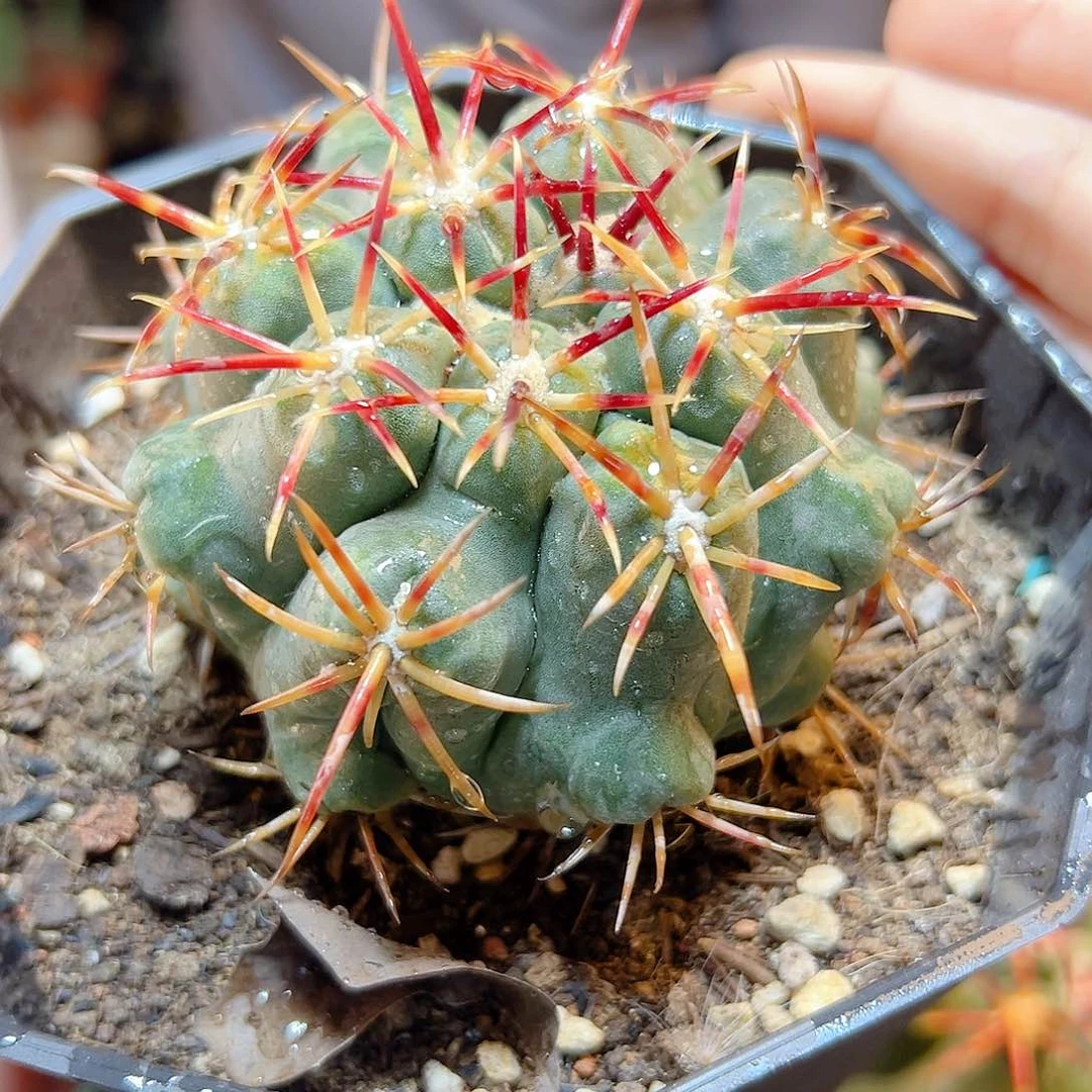 自根大红鹰含刺8公分