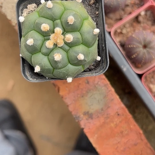 叽**噜实生兜4677888