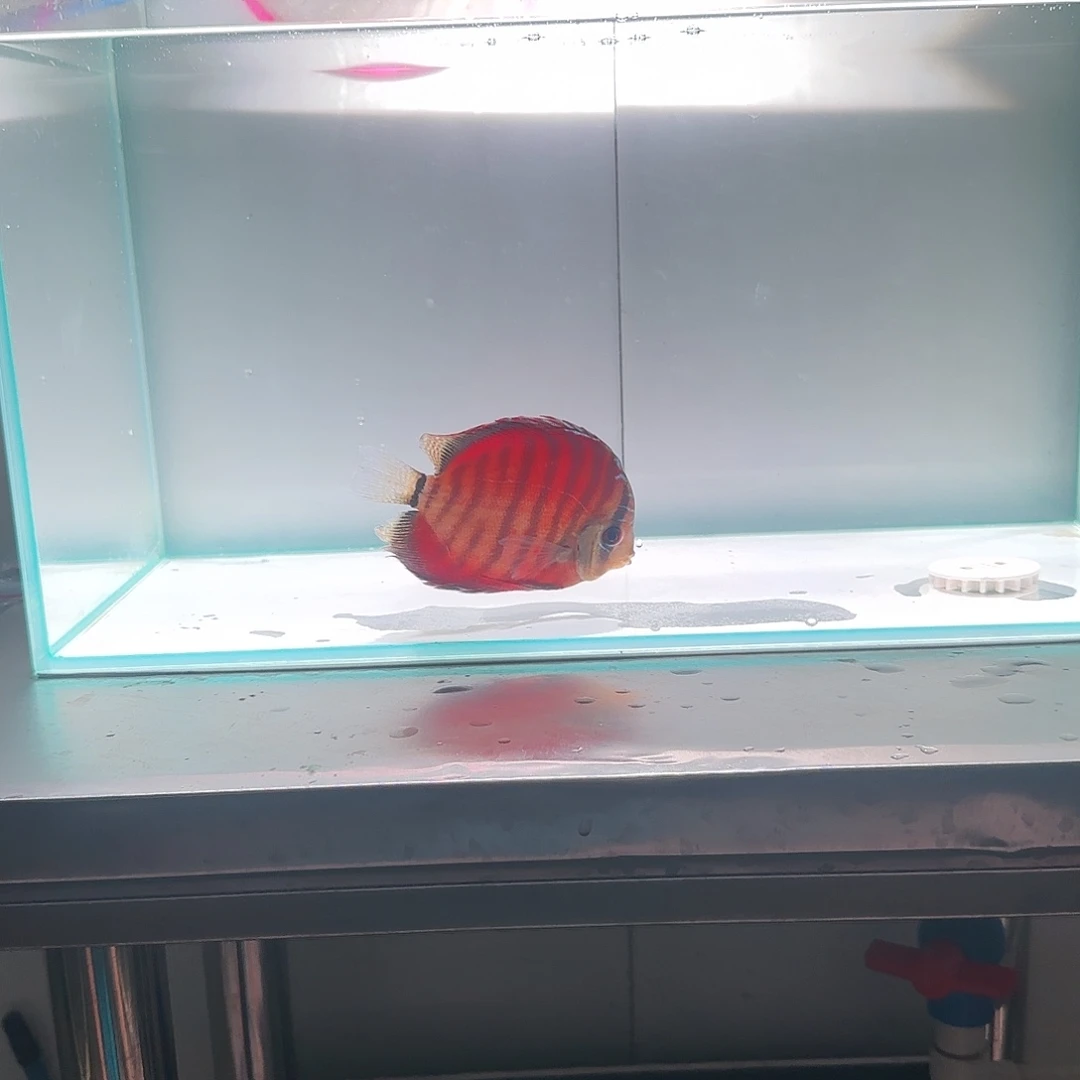 七彩神仙鱼红卡肉身10左右，偏远地区不要拍