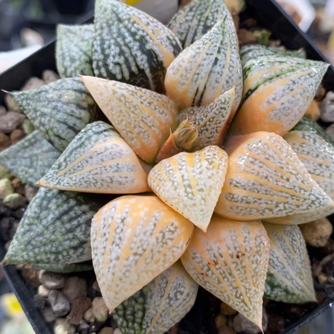 507实生尖叶白银寿锦一物一图