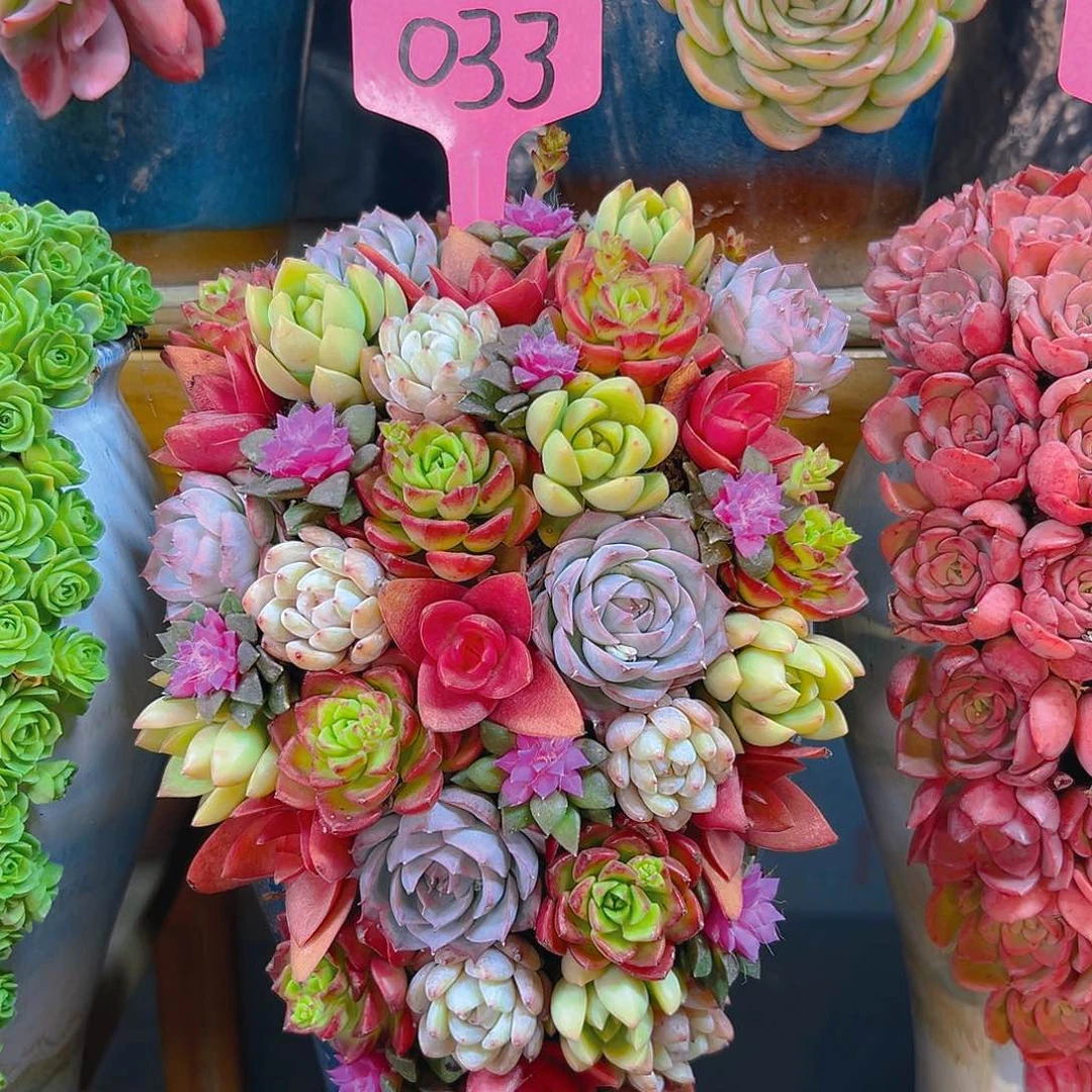 033金色年华多肉组合