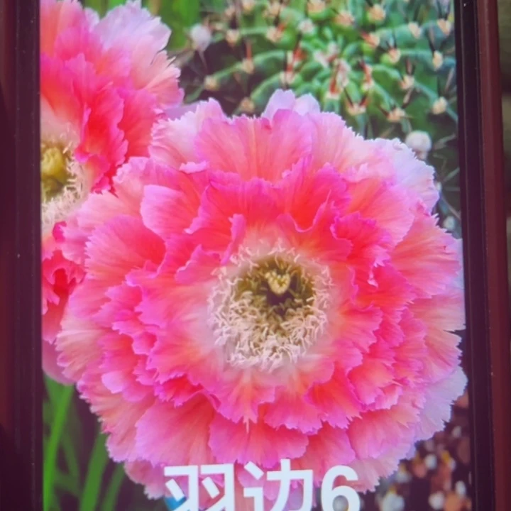 羽边6侧芽4公分左右