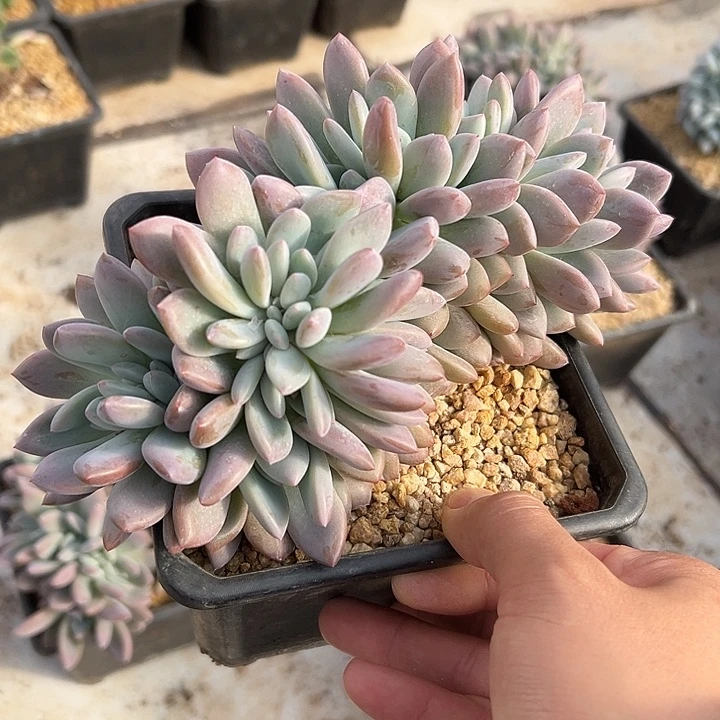 奥普琳娜群生缀化