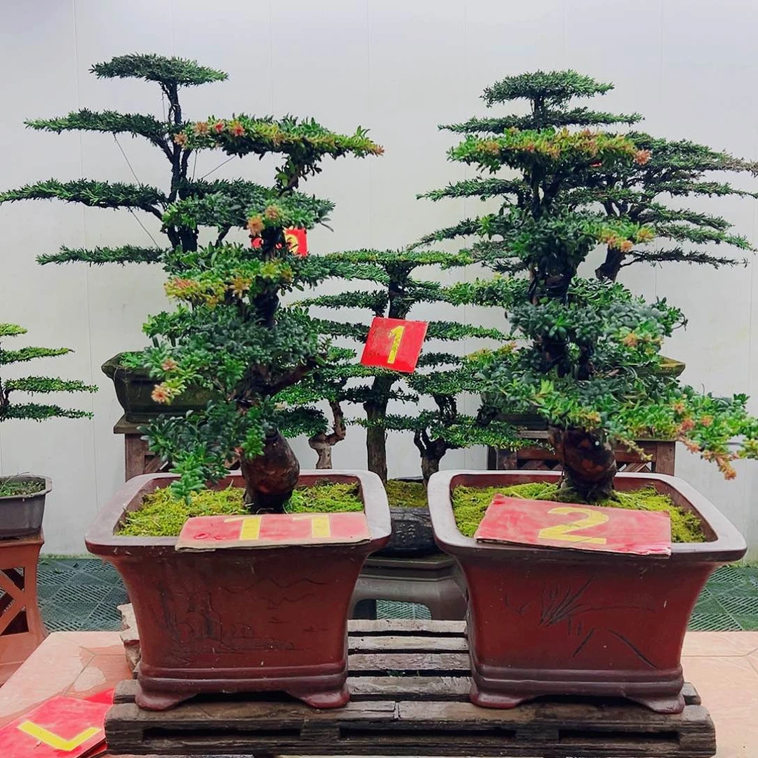 不开花植物罗汉松