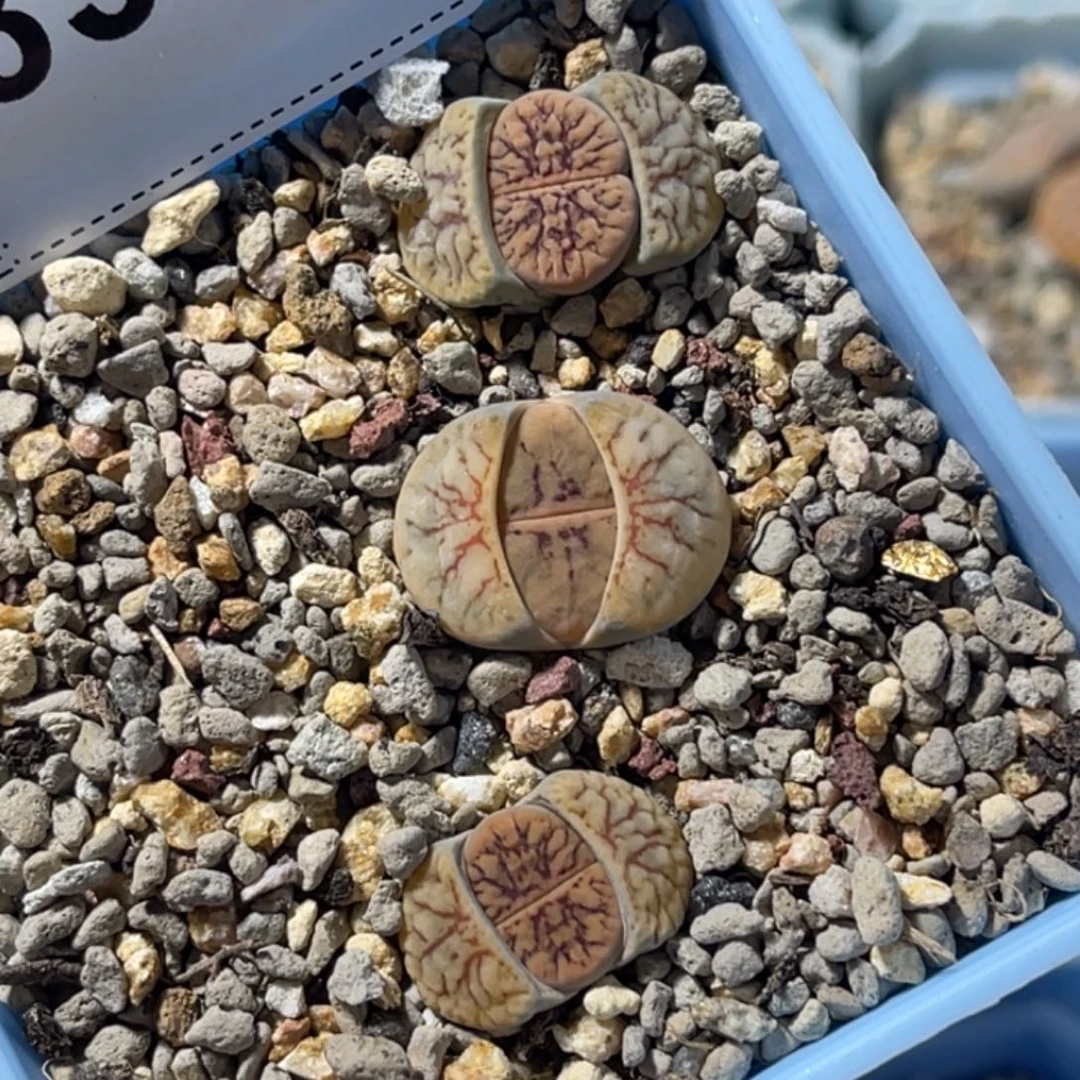 3322线招福3颗粗纹