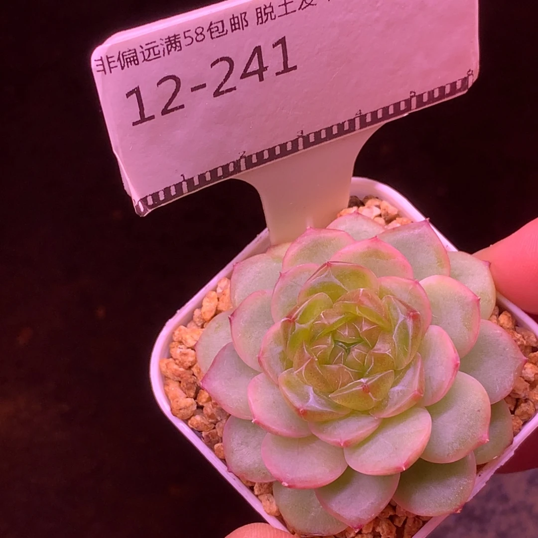 编号珍妮精品多肉58包邮