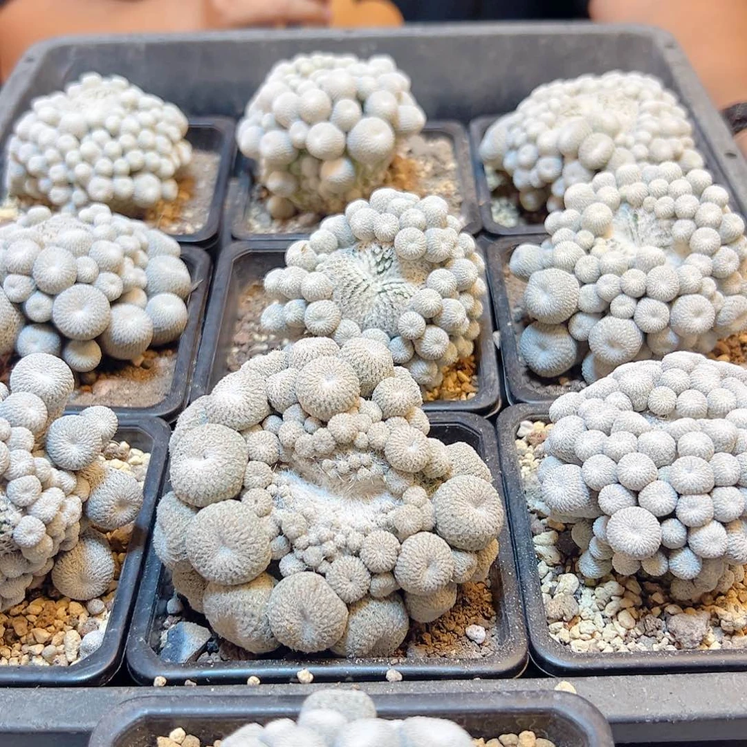 自根子吹月世界6.5公分