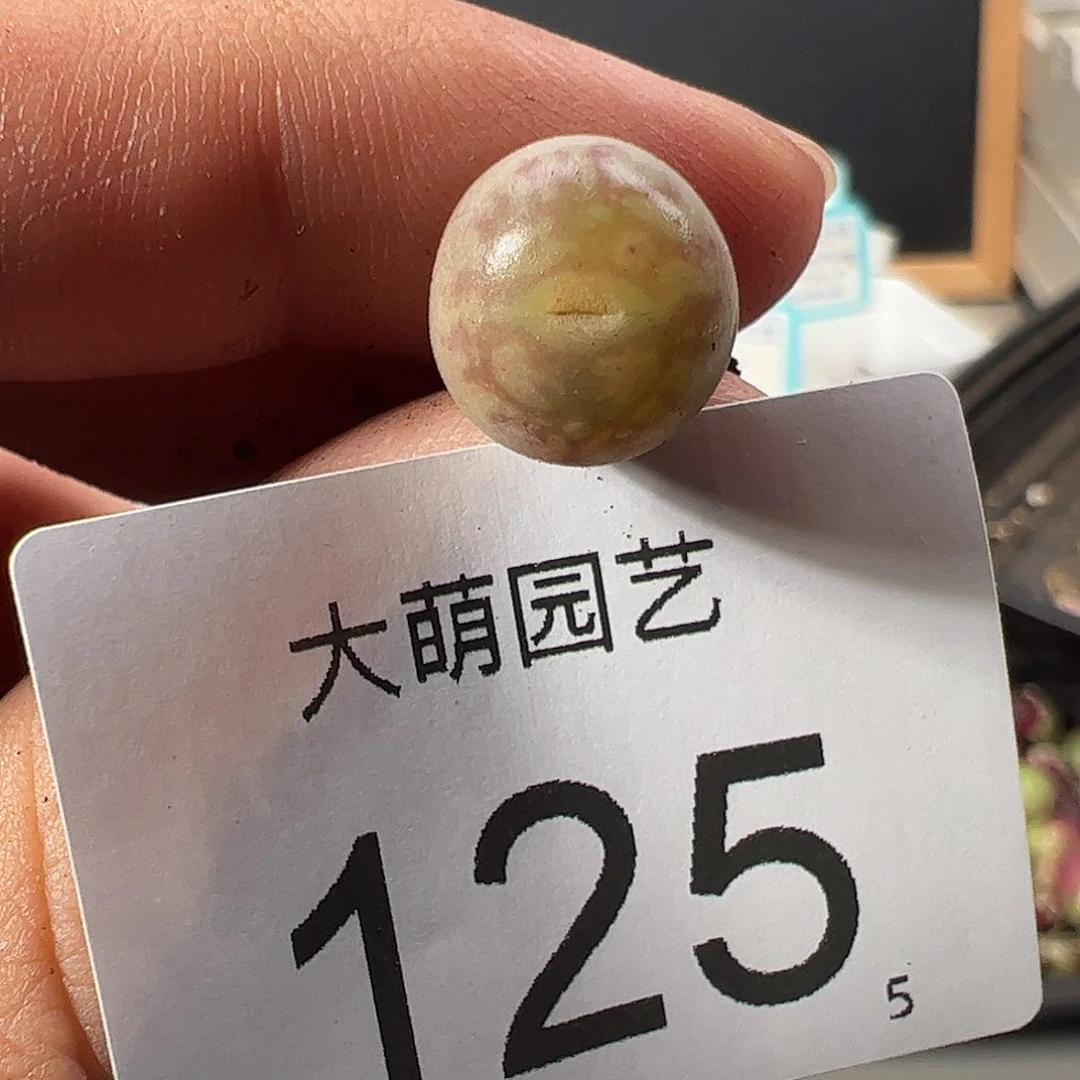 0000125 一物一拍……