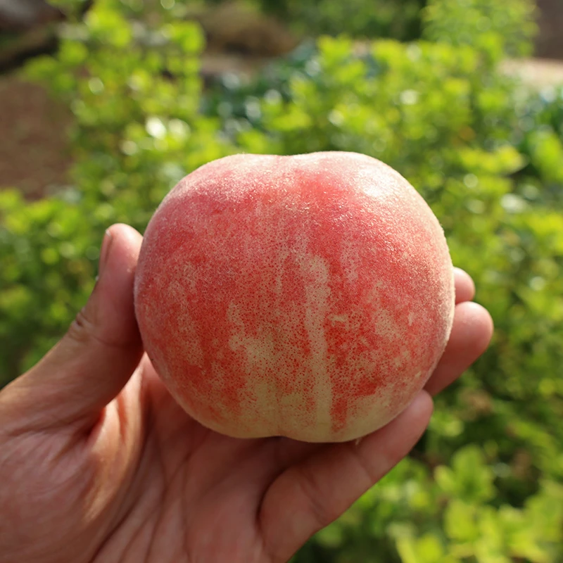 【顺丰冷链-脆甜多汁】四川正宗水蜜桃文君脆桃新鲜毛桃应季水果