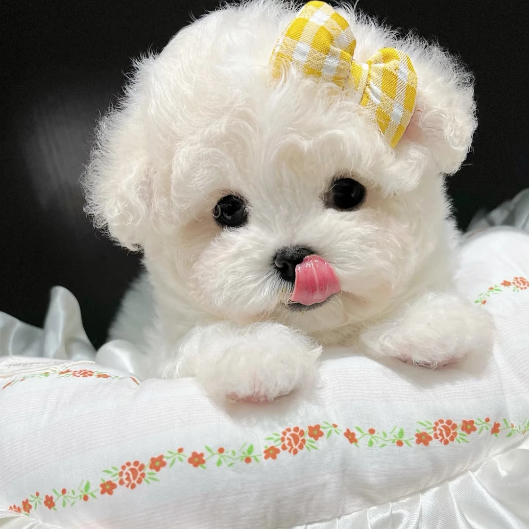 比熊犬茶杯犬小型犬可爱白色超萌宠物狗适合家养幼犬