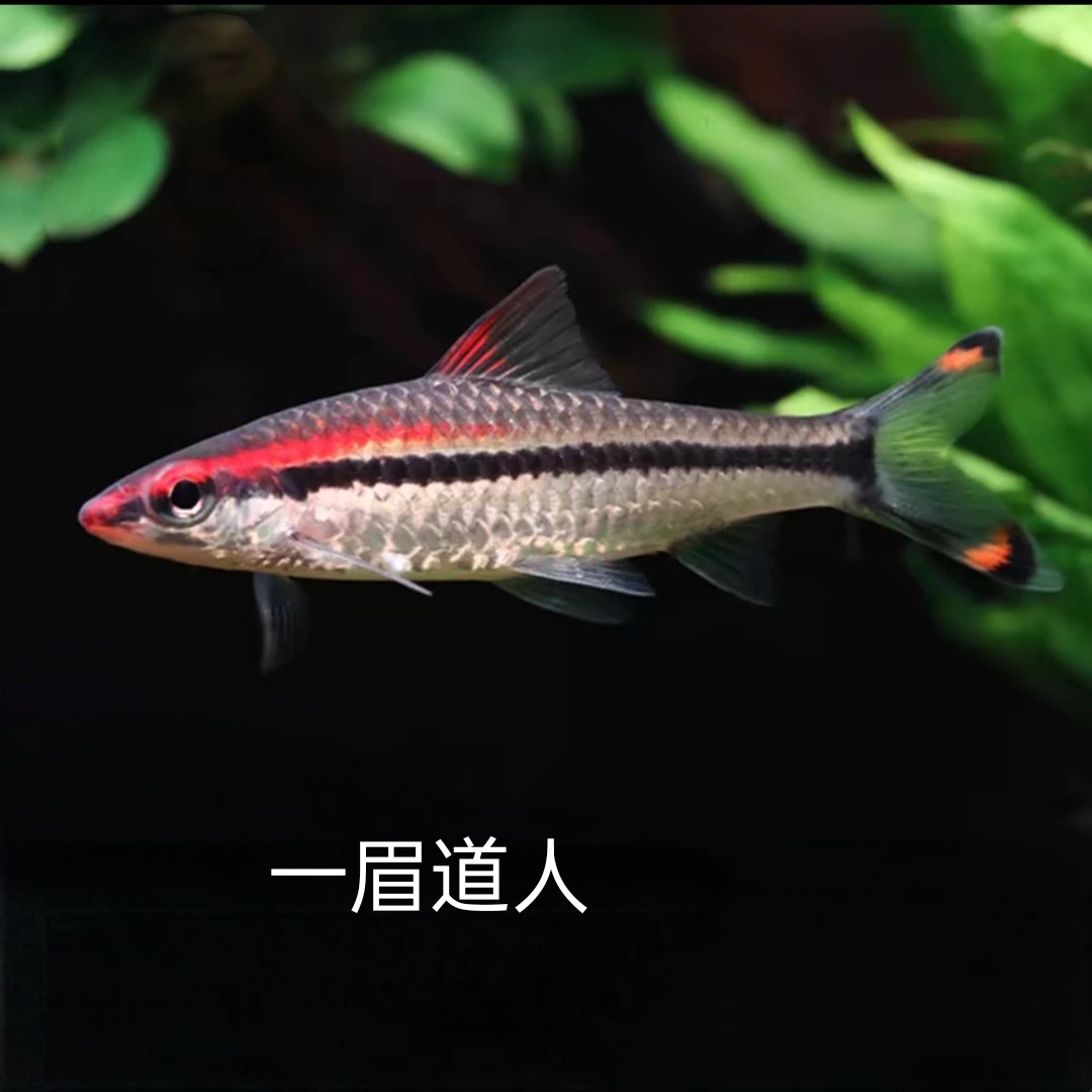 一眉道人鱼 活体好养易活性格温和草缸混养