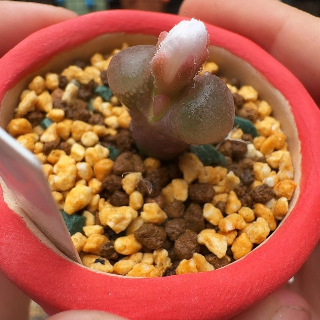 多肉植物福利风铃244