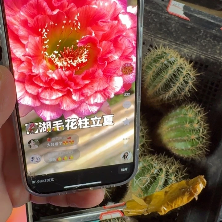 306毛立夏歪无根侧牙5公分左右掉刺，20包邮