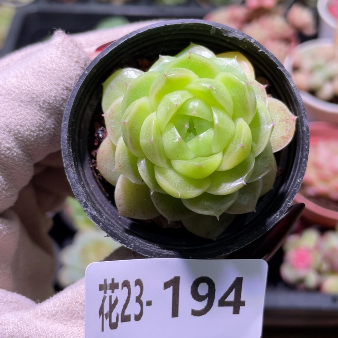 花利美23-194青鸾