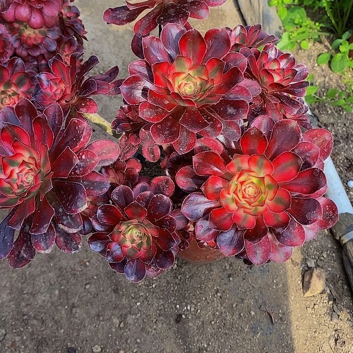 多肉植物725香奈儿