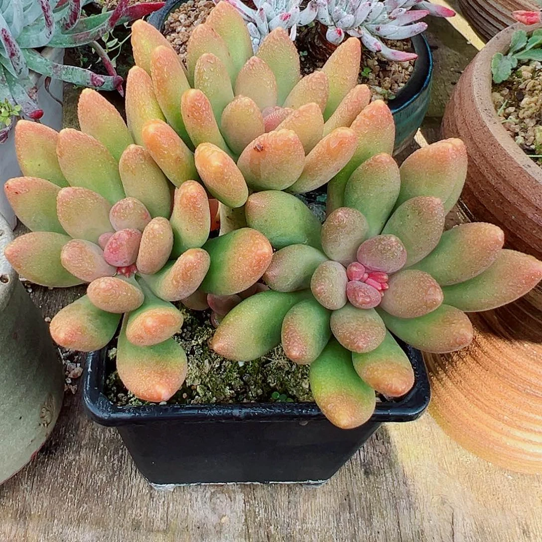 7500芒果奶多肉植物