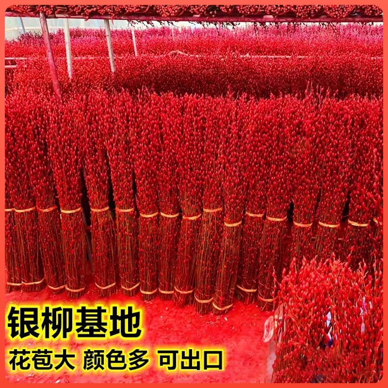 【红红火火】喜庆红银柳干花真花鲜枝耐寒年宵花花卉室内客厅摆放