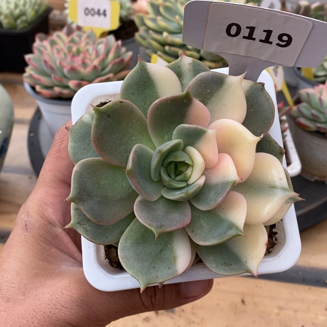 0119贝加尔湖哈哈哈