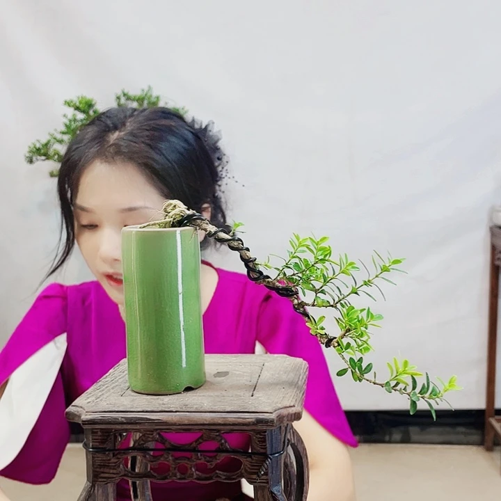 无花朵梁*侠皱皮雀舌黄杨盆景