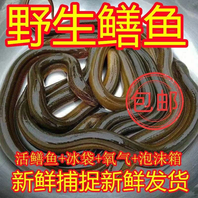 野生鳝鱼补充蛋白质嘎嘎够用鲜活