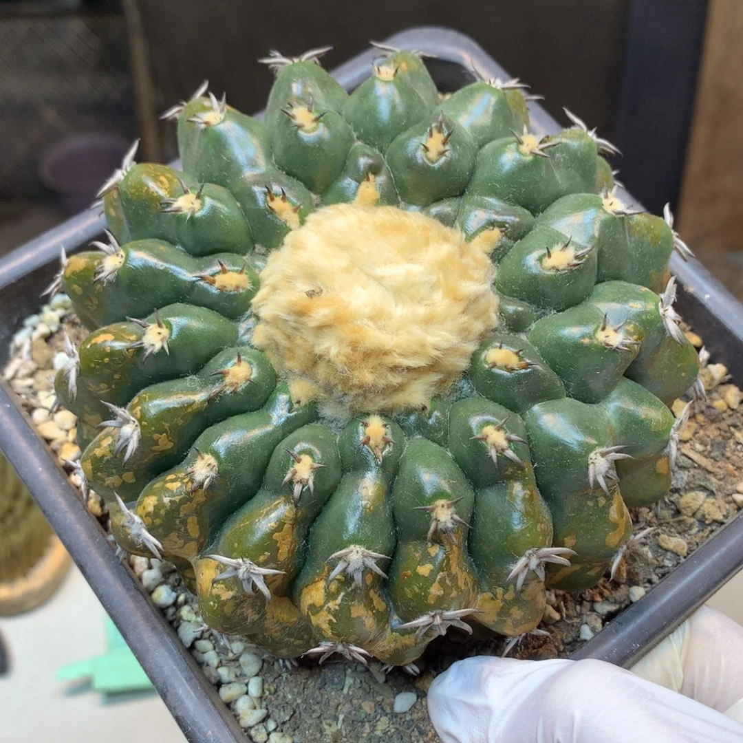 43号 自根猫爪圆盘玉战损