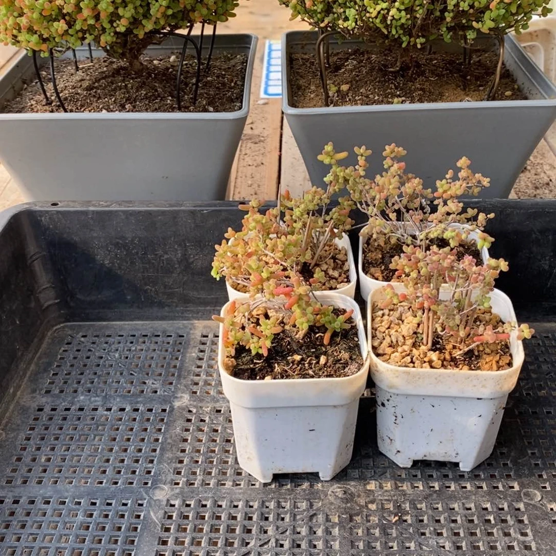 会****～枝干番杏多肉植物237