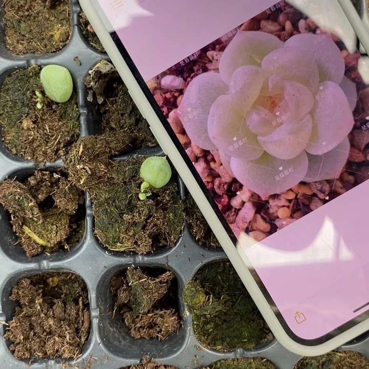 密语财富芽苗一个多肉花开c16