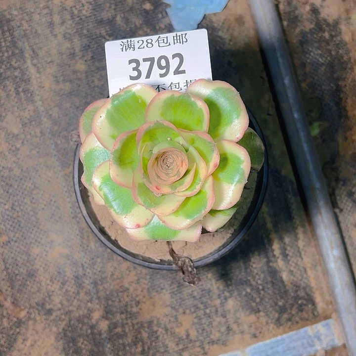 3792燕姿锦多肉植物