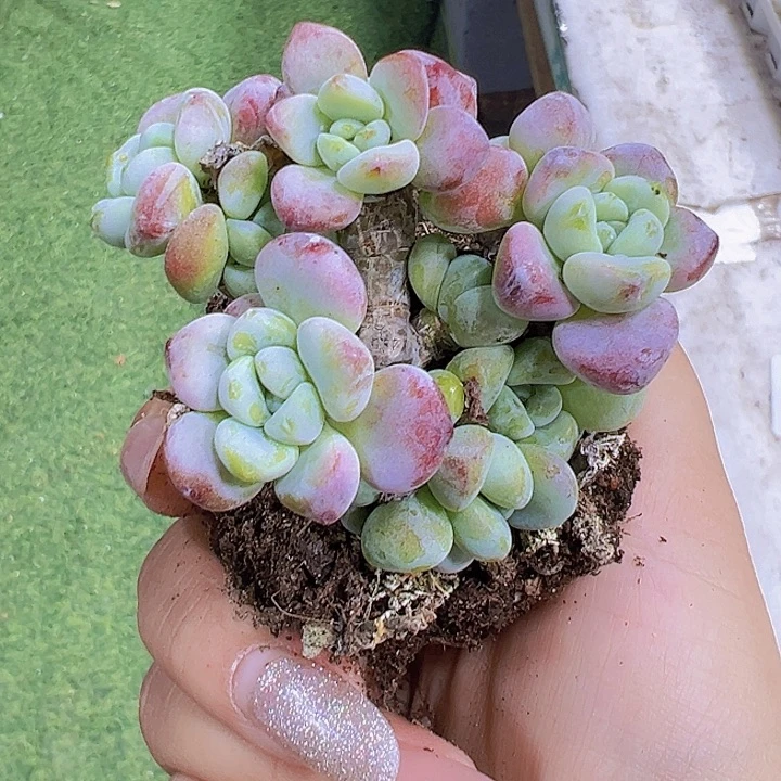 罗琦19包邮多肉植物