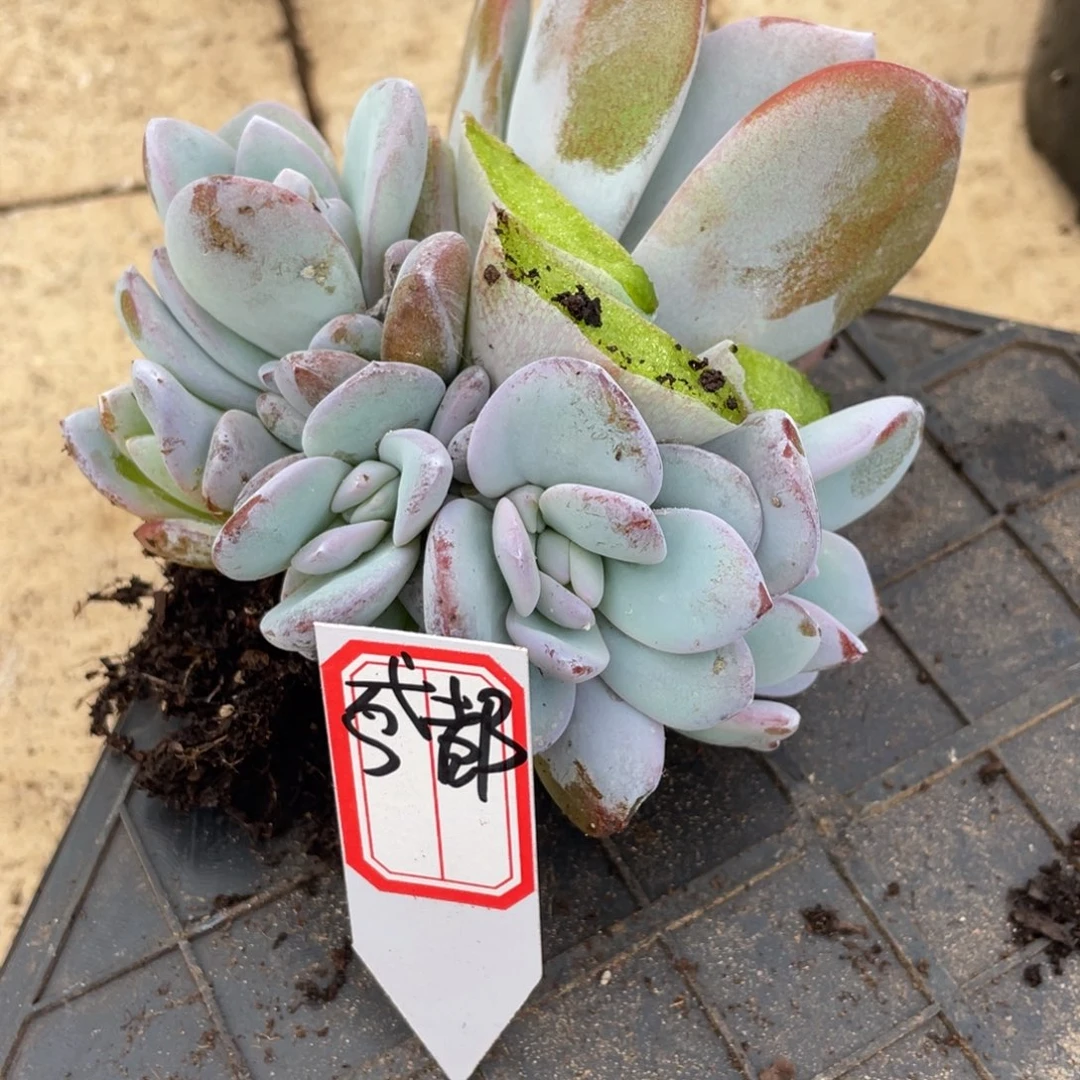 鸢***妮姐姐不在我身边吧