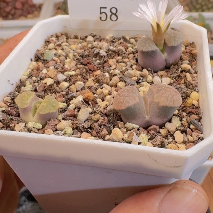 58。