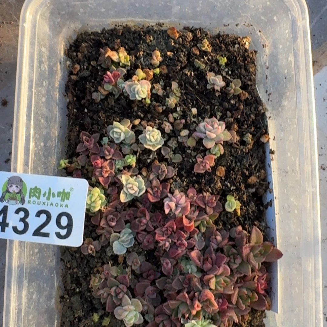 多肉植物多肉植物