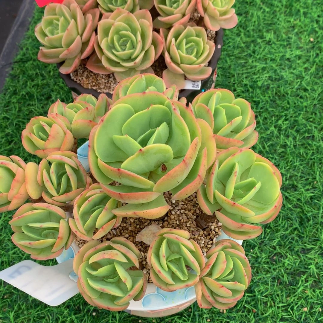 雨*碧桃读肉植物67327