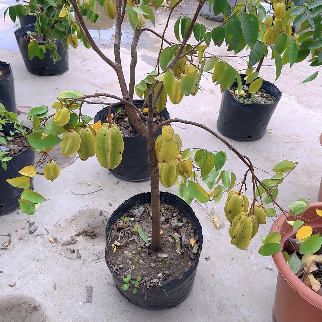 陳*表果树111111111