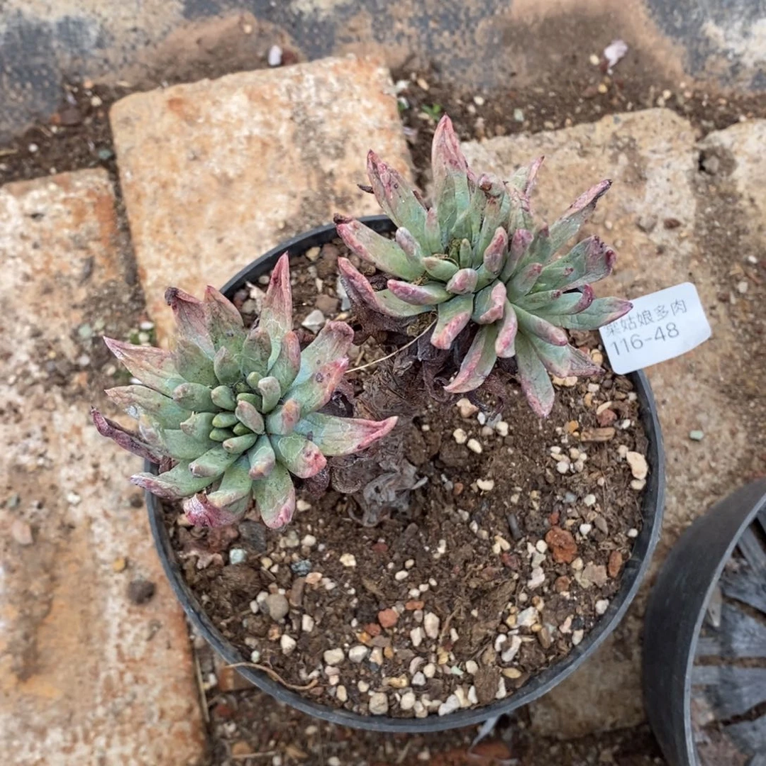 48号苹果叶小可爱多肉