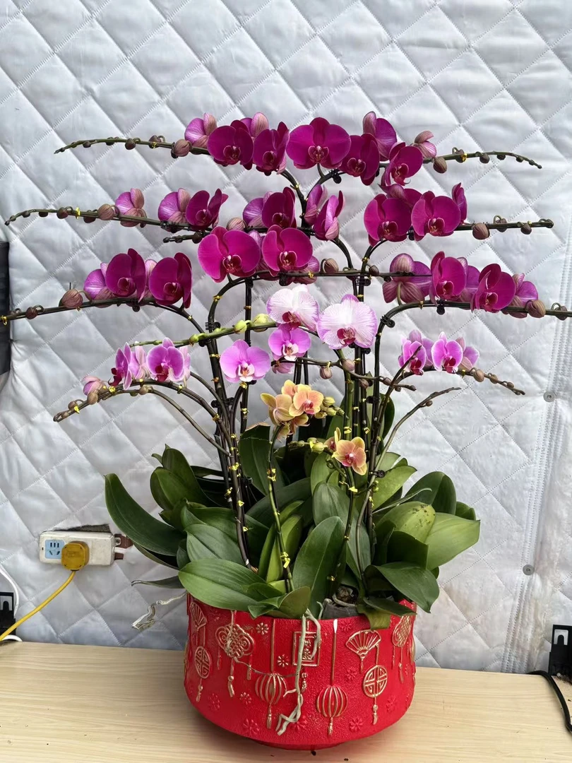 大盆全家福蝴蝶兰盆栽盆景带花剑四季开花