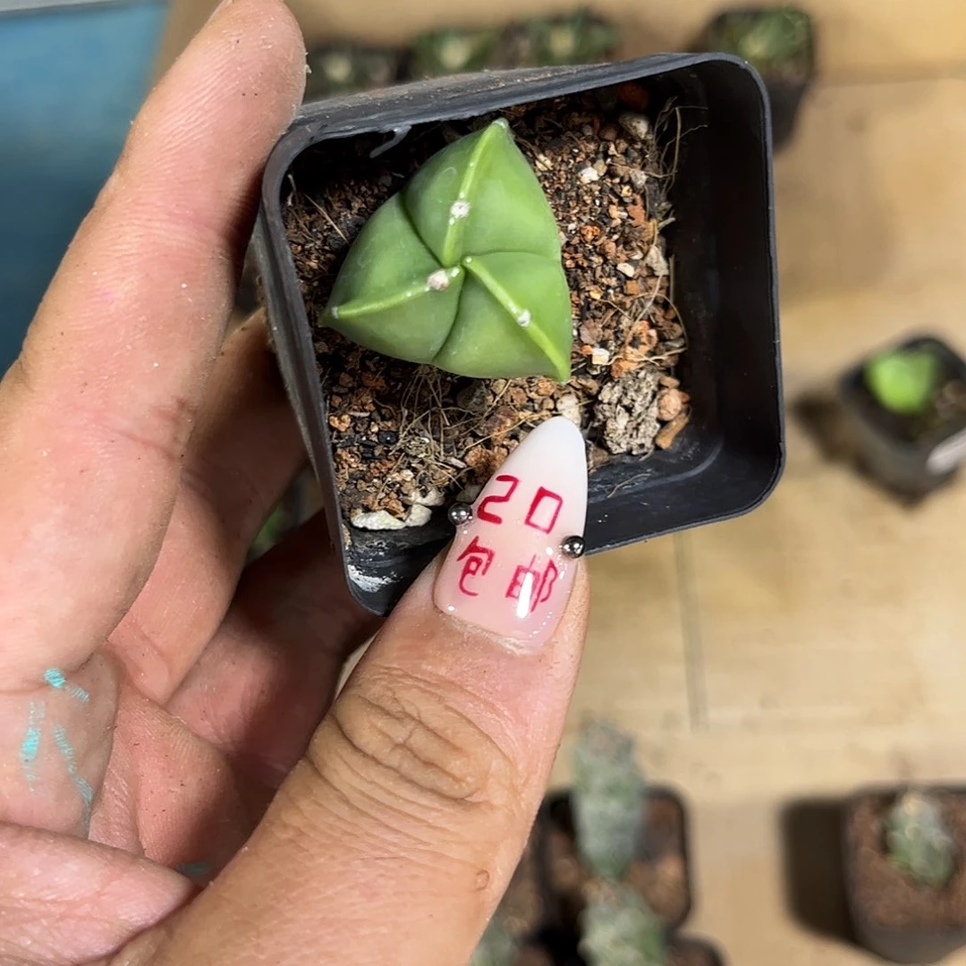 琉璃三角单头发货有根发货
