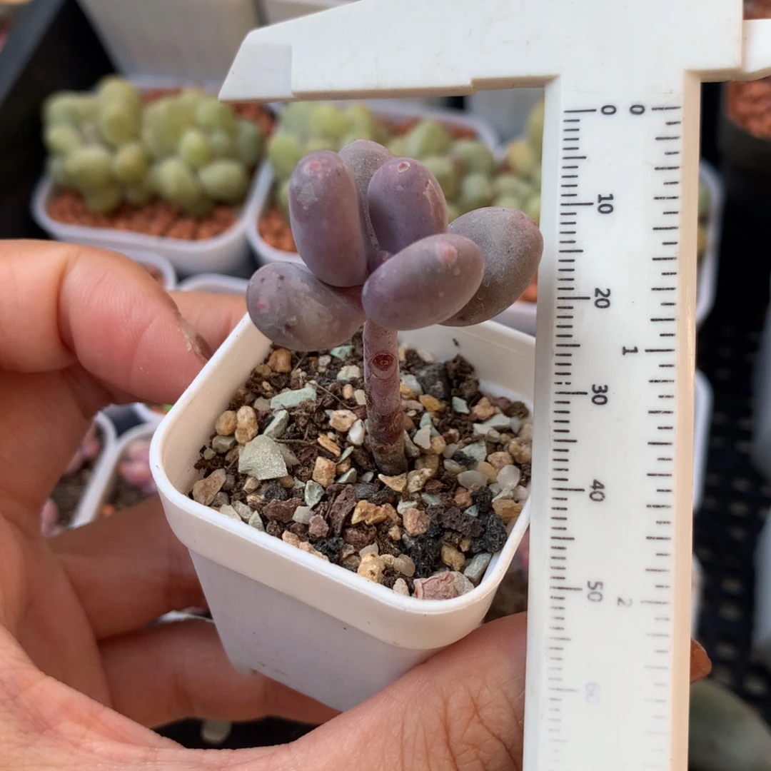 韩国彩虹 不凑满28元发一片叶 不售后 到付