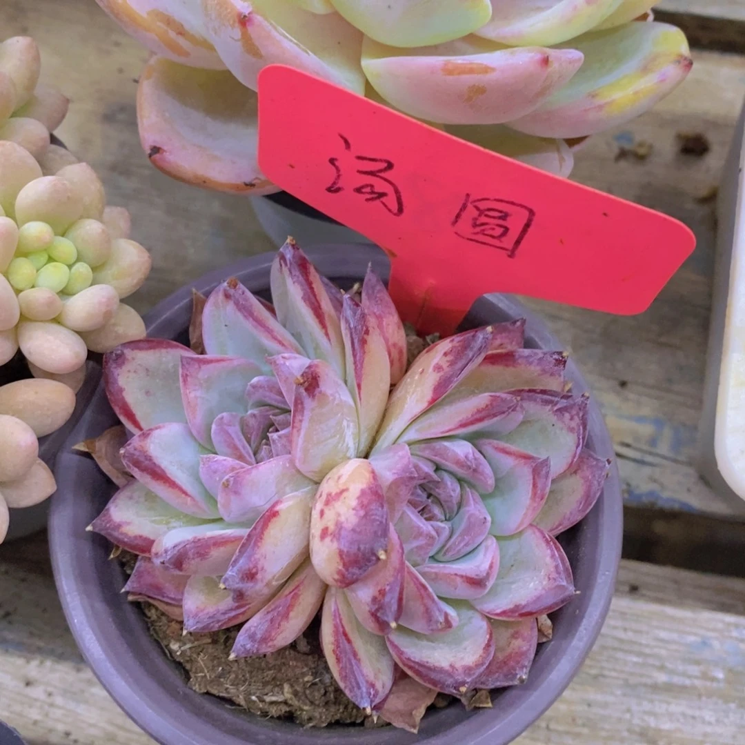 狂欢节，来了，开心多肉，