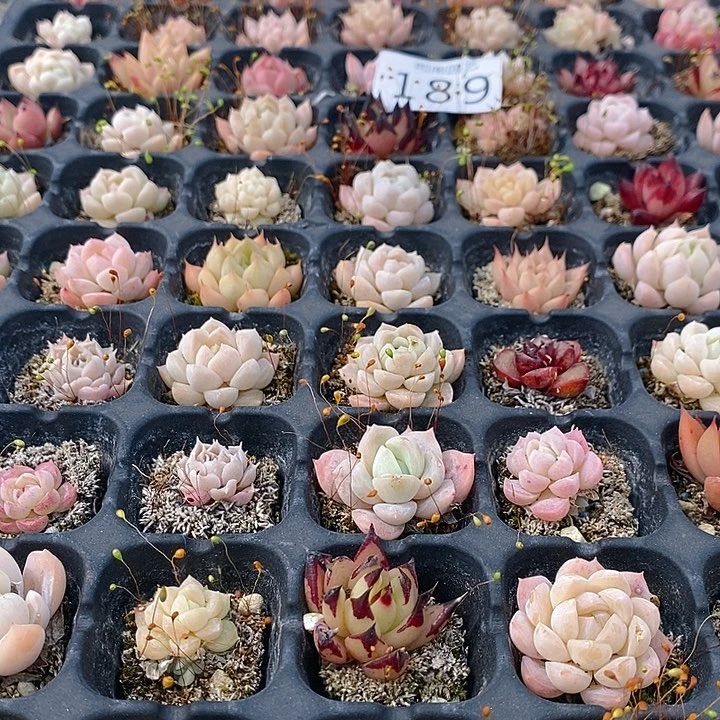 189 多肉植物盆栽花卉植物