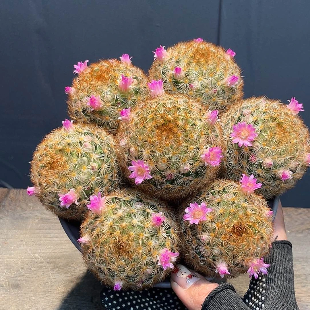 嘉文丸Zzzzzzzzzzzzzz