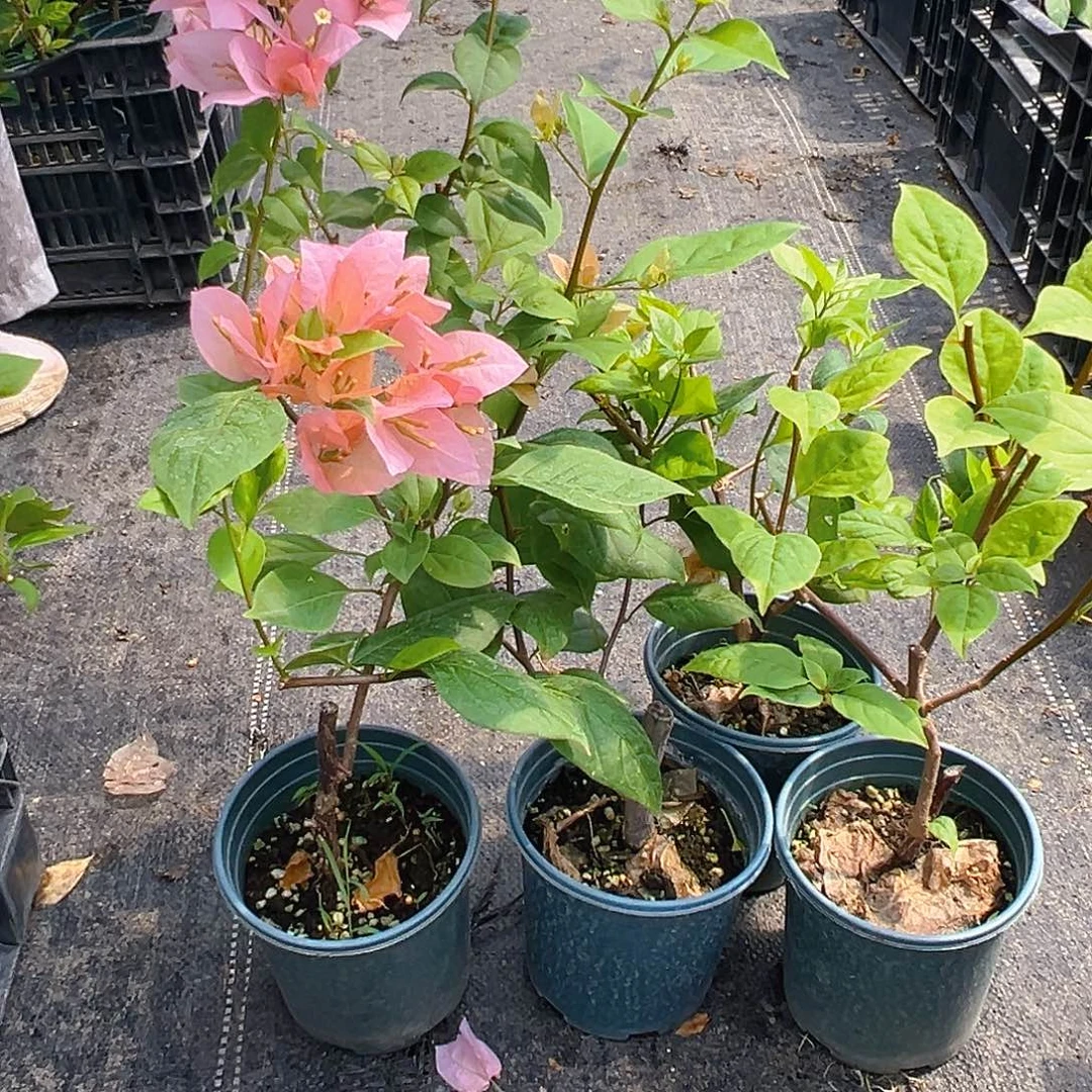 当前无花栽培后可以开花橙粉苏瓦娜掌中宝一棵